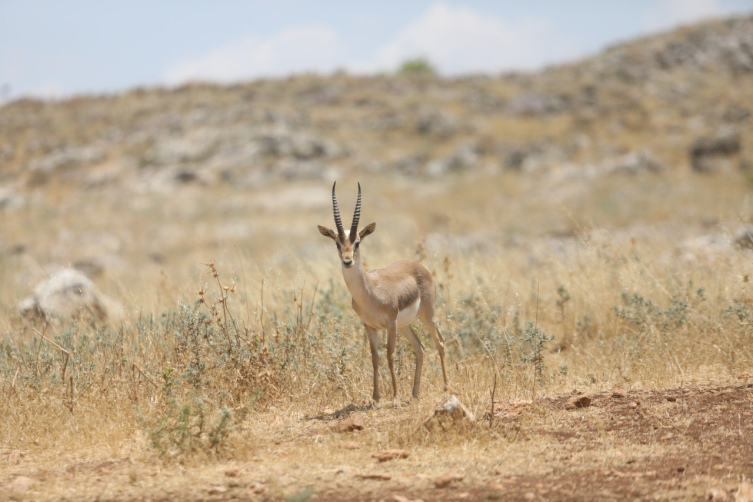 Fotoğraf: TRT Haber